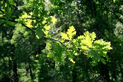 branch
