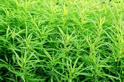 grass