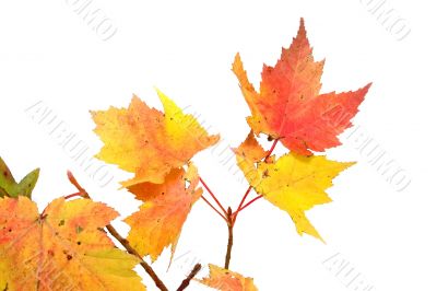 fall maple branch
