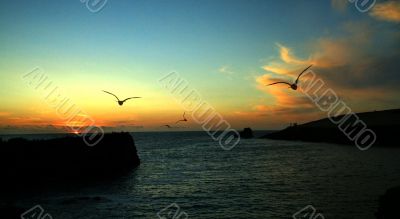 Cornish Sunset Birds