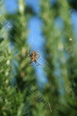 Spider hanging in its web
