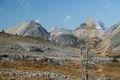 Lonely larch, with hikers