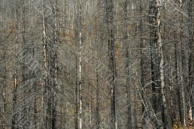 Forest fire aftermath