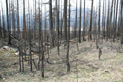 Forest fire aftermath