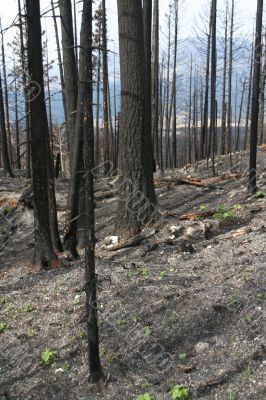 Forest fire aftermath