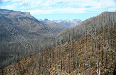 Forest fire aftermath
