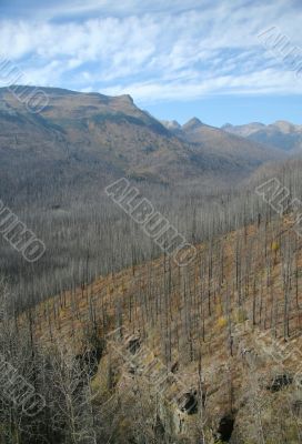 Forest fire aftermath