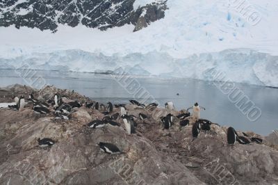 Nesting penguins, Gentoo penguin rookery