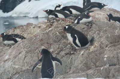 Nesting penguins, Gentoo penguin rookery