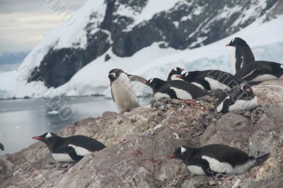 Nesting penguins, Gentoo penguin rookery