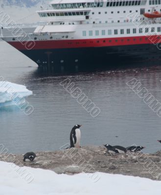 Gentoo penguin, with cruise ship