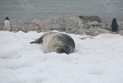 Weddell seal & Gentoo penguins