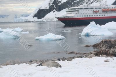 Weddell seal & Gentoo penguins