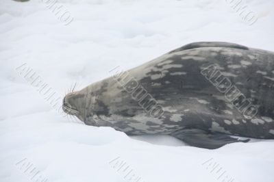 Weddell Seal, napping
