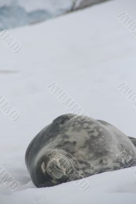 Weddell Seal, napping