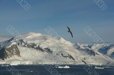 Arctic gull, mountains & glaciers