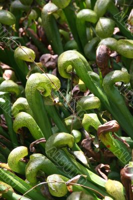Pitcher plants