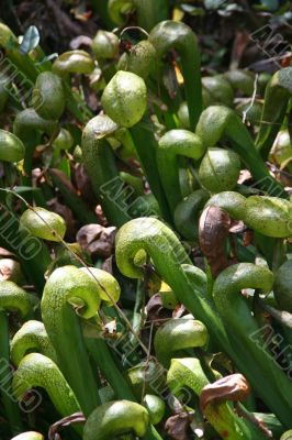 Pitcher plants