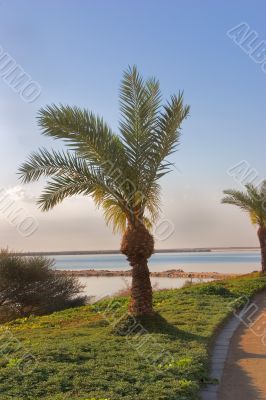 Lawn and palm tree