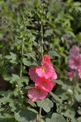 Flower under the spring sun.