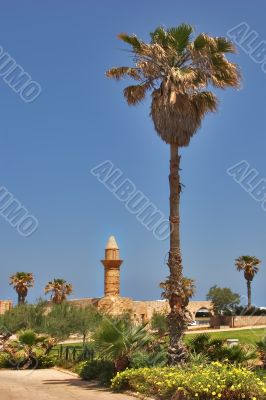 Palm trees and towers.