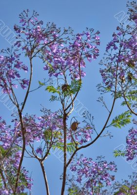 Lilac color.