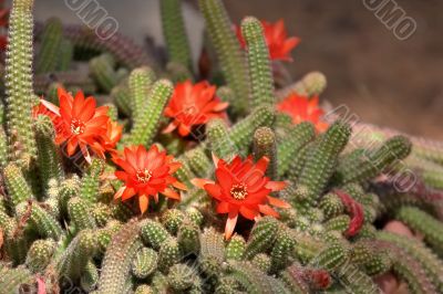 Blossoming cactus.
