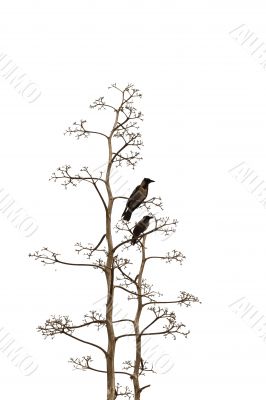 Two birds on white background