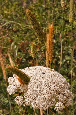 Field grass