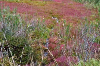 Thin brook