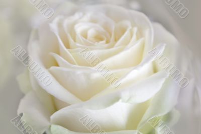 Single white rose