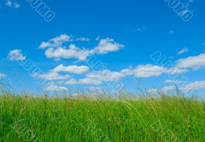 green grass and blue sky background