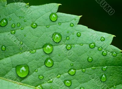droplets on leaf - shallow focus