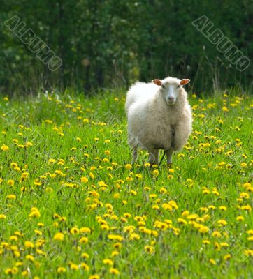 sheep in dandelion field