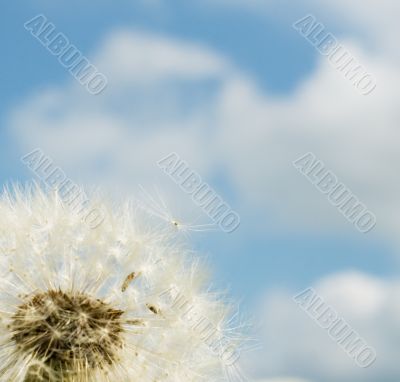 dandelion over blue sky background