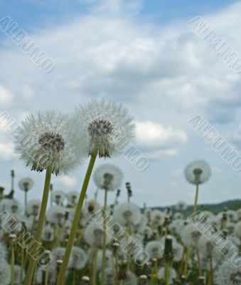 dandelion field