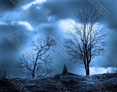 trees silhouettes in the moon light