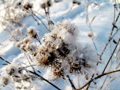 Burdock in the snow