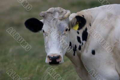 cow