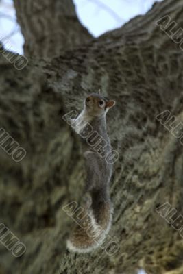 Squirrel