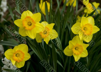 Daffodils