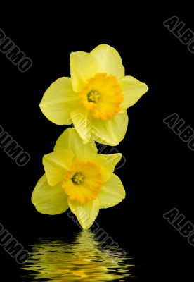 Daffodils