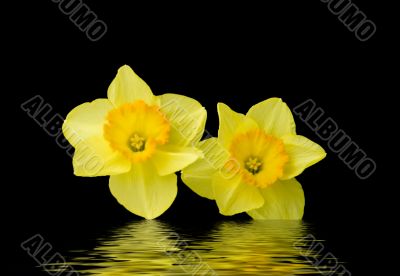 Daffodils