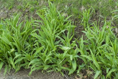 Spring plants