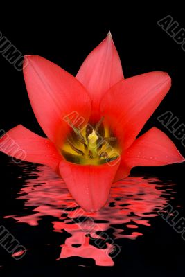 Open Tulip
