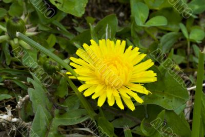 Dandellions