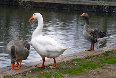 Three Ducks