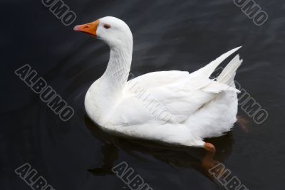 White Duck