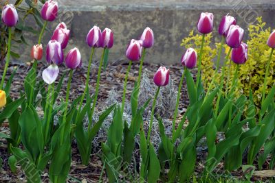 Pink Tulips