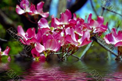 Red Spring Flowers